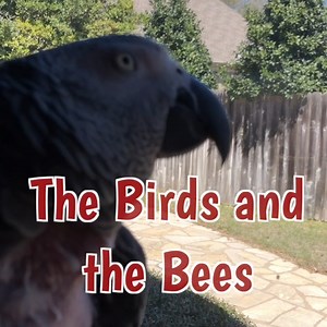 Einstein is on the screen porch with Marcia and notices a bee buzzing under the eaves of the house. He is fascinated by it and Marcia assures him that he is alright. At the end of the video, I added a few clips of Einstein's live stream from 3/28/22 including the sweet song he whistled. For those interested in knowing about Einstein's feather condition, read this https://bit.ly/EinFeathers. | Einstein the Talking Texan Parrot