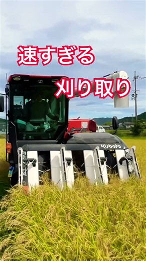 再生二期作用の田んぼを刈り取り‼️ #kubota #harvester #harvesters #コンバイン #combine #農業 #農家 #割倒#割稲 #現代農業 #farming