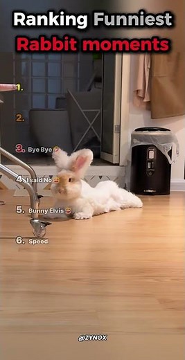 Ranking The Funniest Angry Rabbit Moments! 😂🐰