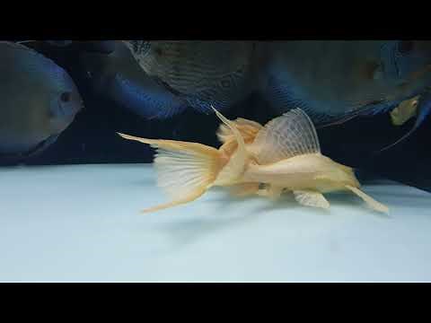 L165 - Albino Sailfin Pleco (Pterygoplichthys gibbiceps albino) in discus tank