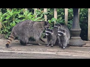 Mother Raccoon With New Kits * Chirping Sounds!
