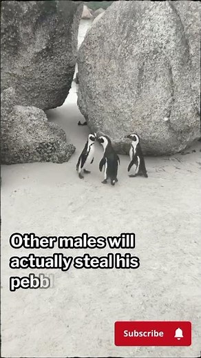The Secret Way Penguins Find Love (It's More Romantic Than Humans) #love #lovestory #documentary