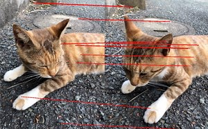 sift算法——匹配两张图中的猫猫