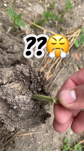 Krtek si udělal hromádku přímo pod rajčetem… 😤🍅