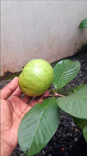 Huge Guavas from Tiny Thai Pink Plant! 🥰🍈 #FirstHarvest