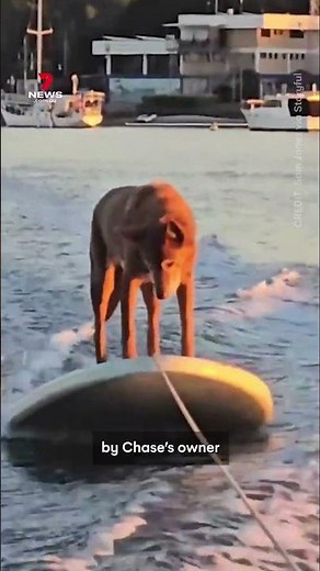 15-year-old kelpie takes up wakeboarding