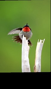 So grateful to capture this iridescent male ruby-throated hummingbird!