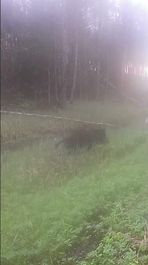 Metssiga, Sus scrofa, Wild boar - Eesti loomad