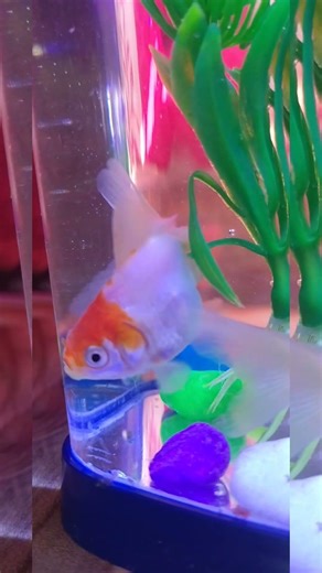 red cap fish 🐠 #goldfish #fish #guppyfish #aquariumfish