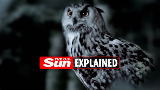 The Staircase: What is the owl theory?