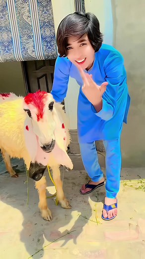 Funny Bakra Vs Gaiya Comedy Video