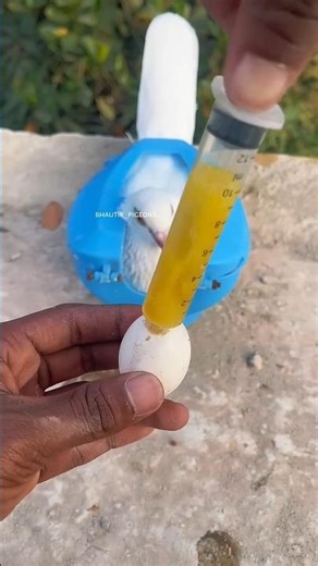 pigeon locked holder for treatment #pigeon #holder #Egg