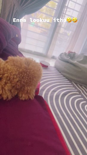 Funny Poodle Video: Adorable Puppy Moments