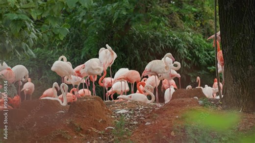 Flamingo flock on muddy bank, closeup view of vibrant plumage and active feeding, birds preening and digging nesting mounds, trees framing humid earthy habitat, reserve observation mood