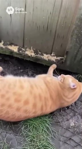 Cat rushes out... and hits the door! 😹💥