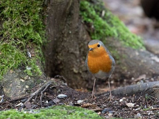 Ces cachettes préférées des rouges-gorges pourraient bien se trouver dans votre jardin