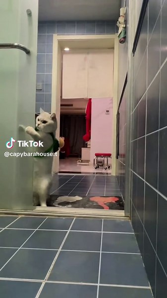 Capybara: A Fun Look at Wildlife Happiness