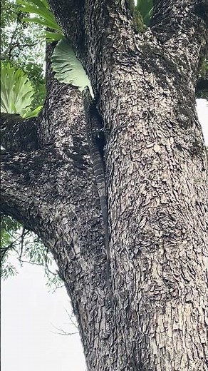 Goanna in red cedar tree! Part 1 #australia #wildlife #nature #aussiebush