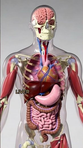 “Human Body Internal Organs in 3D | Full Anatomy Visualization” #health