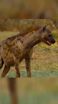 🐆🐅🦌The Killer Leopard, the Rescuer Hyena, and the Lucky Impala #FloraFauna #Documentary