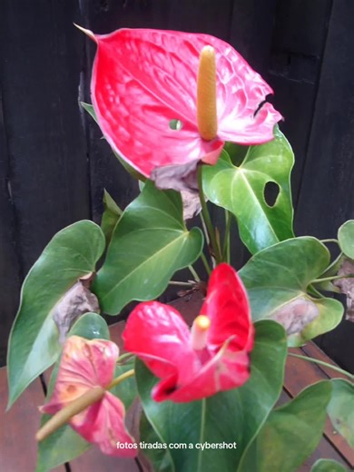 Fotos tiradas com a Sony Cyber-shot DSC-S40