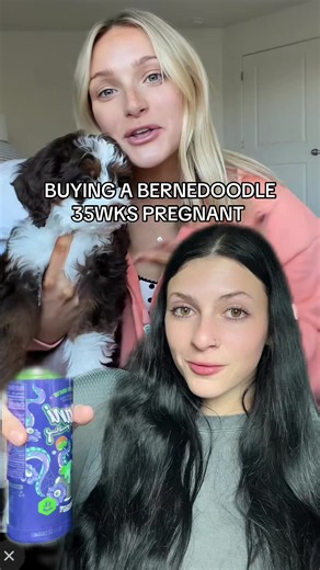 What “ethical “ breeder signs off on an impulse puppy buy at 35 wks? #bernedoodle #doodlebreeder #backyardbreeder #ethicalbreeding #bernesemountaindog