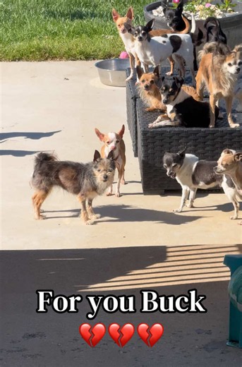 Remembering Buck: A Heartfelt Tribute