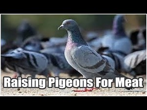 Raising Pigeons For Meat