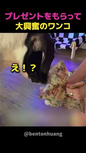 プレゼントをもらって大興奮のワンコ