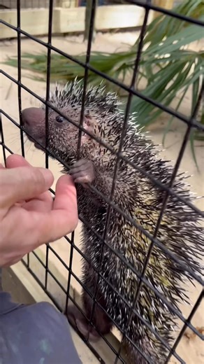 148K views · 3.6K reactions | Our two porcupines at the sanctuary!...