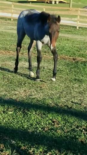 38K views · 1.6K reactions | Baby Johnny 凉冀 | Blue Pine Quarter Horses | Facebook