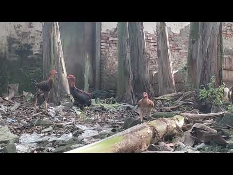 Aggressive Rooster Showing Off While Hens Look for Food | Backyard Chicken Life