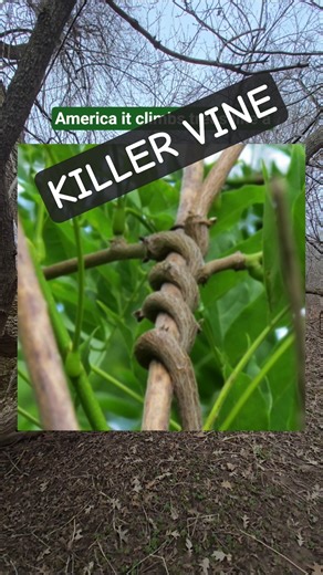 This Invasive Vine Is Secretly Killing Entire Trees 🌿 #invasivespecies #forest #killervine #nature