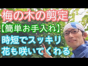 【ウメ(梅の木)の剪定】シンプル&時短なのに来年も花が咲く手入れ方法(2024年6月)⏳🌳