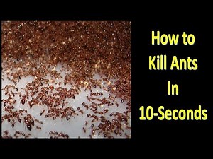 Without Poison and Without Ants Killer, How to Kill Ants in 10-Seconds || With Proof