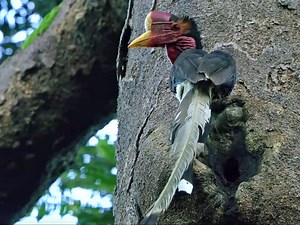 Safeguarding the Helmeted Hornbill—A Living Treasure, and a Target of Poachers