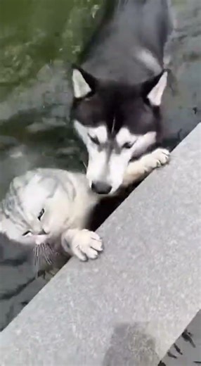 Husky Mom Defends Puppy and Dunks Cat in Pond