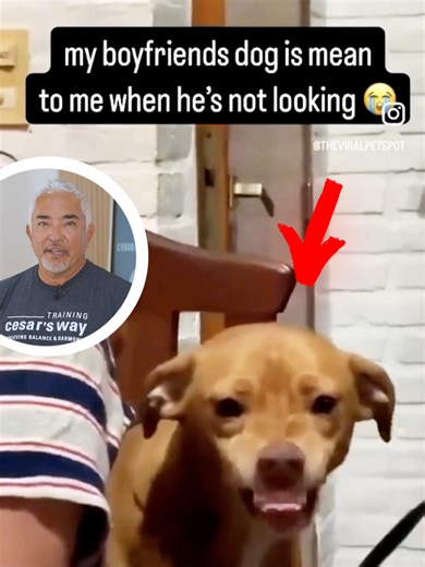 Why do some dogs seem different around different people? 🧠🐕 In this Cesar Reacts, I'll explain how pack position and leadership affect behavior. This dog isn’t challenging dominance, he’s maintaining calm order around a trusted human. 👉 Watch more videos like this on my YouTube channel! ¿Por qué algunos perros parecen distintos con diferentes personas? 🧠🐕 En este video de Cesar Reacts, explico cómo la posición en la manada y el liderazgo influyen en el comportamiento. Este perro no está des