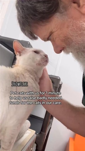 Spend 1 Minute with Shelter Cats—And Help Save LivesFor just one minute, watch Scott pet some of the sweet cats in our care. It’s simple, soothing, and powerful your views, likes, comments, and shares help us raise badly needed funds for the cats who need us most.Let’s give them the love they deserve ~ together. #CatRescue #ShelterCats #AdoptDontShop #RescueCats #PetTheCats #SupportAnimalRescue #Fundraiser #CatsOfFacebook #HelpCats #FeelGoodMoment #NonprofitSupport #FosterCats | The Cattery Cat 