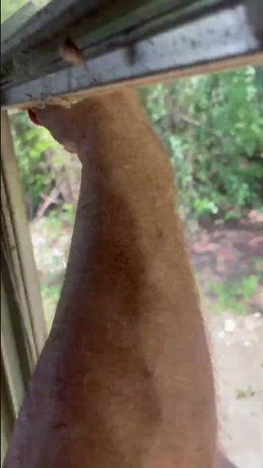 How To Remove Window Glass #removing #window #glass #handyman #tipsandtricks