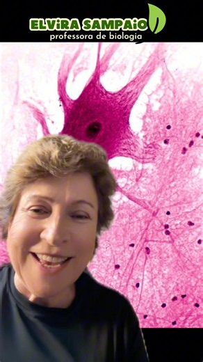 🧠✨ Você sabia que o sistema nervoso não é formado apenas por neurônios?