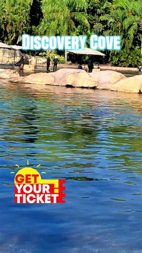 Spend an unforgettable day at this incredible all-inclusive resort. DISCOVERY COVE #tiktokgofamilyfun #springbreak #discoverycove #discoverycoveorlando #seaworld