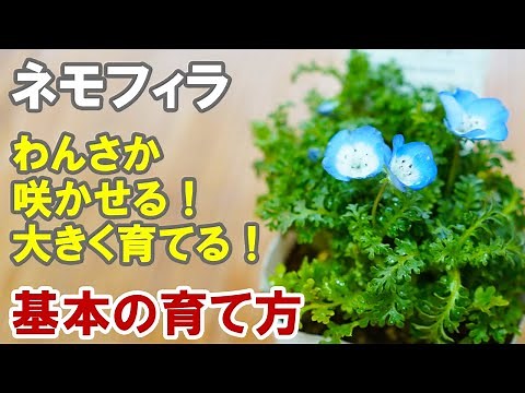 ネモフィラの育て方 ひたち海浜公園みたいに咲かせたい！