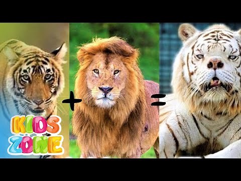 Hybrid Animals For Kids | Animals That Actually Exist | Hybrid Animals And Their Parents.