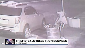 ‘Who steals trees?’: Thief caught on camera stealing trees in North Portland