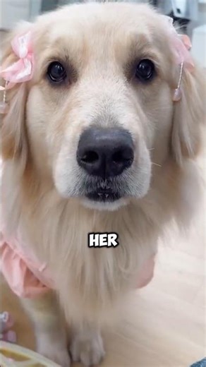 Cutest Dog Transformation Ever ❤️