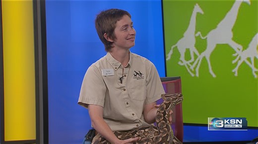 Meet Mowgli: Tanganyika Wildlife Park brings a dumeril’s boa to KSN