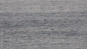 The prominent dorsal fin of a dolphin moves left-to-right as she swims.
