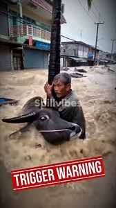 Buffalo Protects his Owner against Flood. #rescue #flood #buffalo #fblifestyle #thailand #typhoon #myanmar #indonesia | Spillvibes