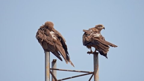 clip-4014866581-pair-wild-black-kite-birds-sitting-on